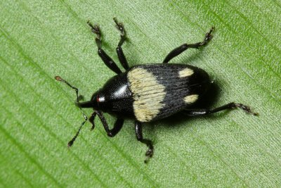 Weevil (Curculionidae: Baridinae)