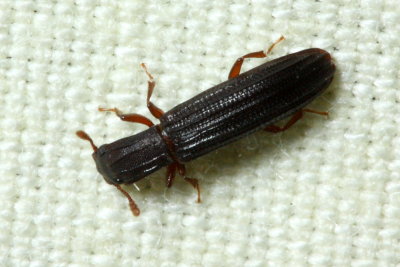 Cylindrical Bark Beetle (Zopheridae: Colydiinae)