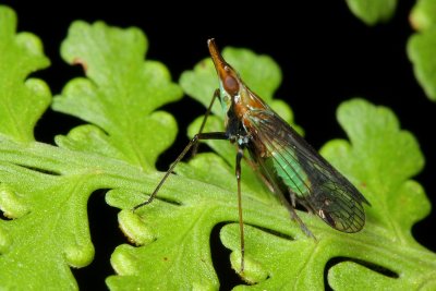 Planthopper, Lappida cf. (Dictyopharidae)