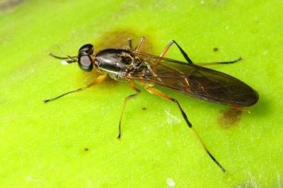Diptera of Ecuador III