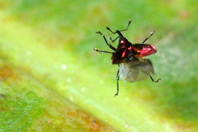 Coleoptera of Ecuador IV