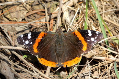 Red Admiral (Vanessa atalanta)