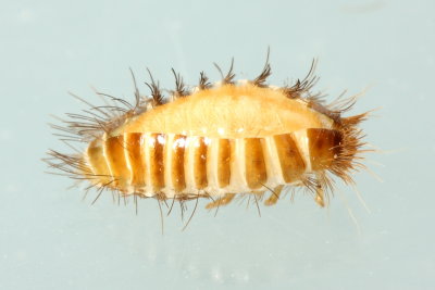 Carpet Beetle (Anthrenus fuscus) pupa