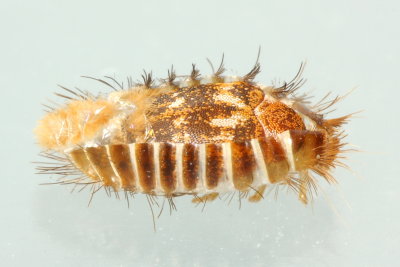 Carpet Beetle (Anthrenus fuscus)