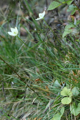 Grass of Parnissus (Parnassia glauca)