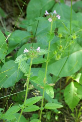 Wild Basil (Clinopodium vulgare)