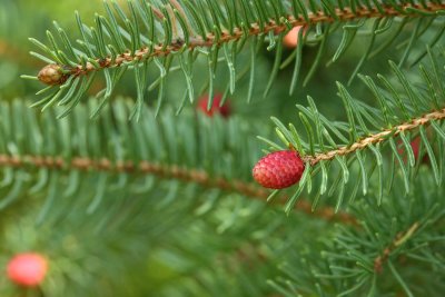 Norway Spruce (Picea abies)