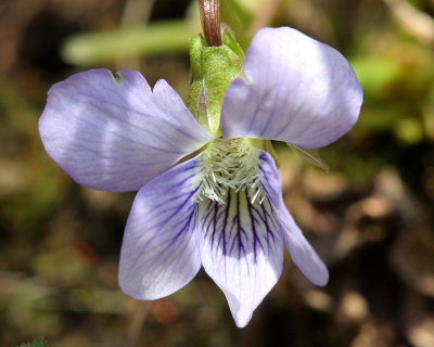 Marsh Blue Violet (Viola cucullata)