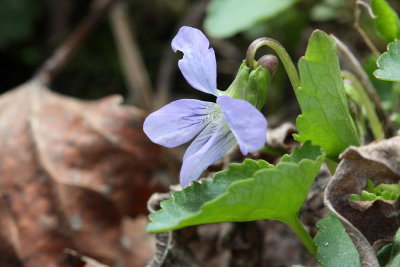 Marsh Blue Violet (Viola cucullata)