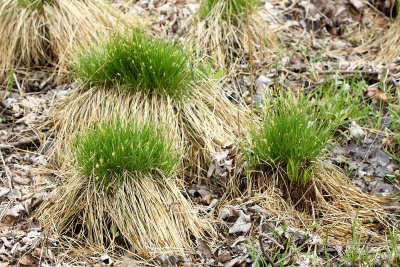 Brome-like Sedge (Carex bromoides)