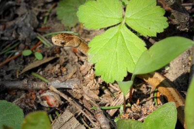Northern Brown Snake (Storeria dekayi dekayi)