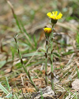 Coltsfoot (Tussilago farfara)