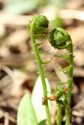 Fiddleheads