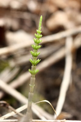 Field Horsetail (Equisetum arvense)