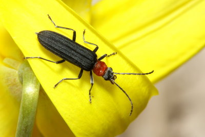 Family Oedemeridae - False Blister Beetles