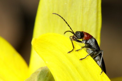 Asclera ruficollis