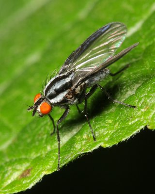 Root Maggot Fly, Anthomyia lindigii (Anthomyiidae)
