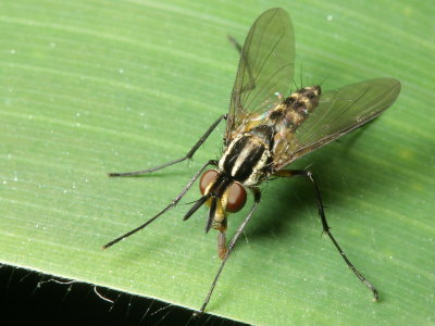 Parasitic Fly (Tachinidae)