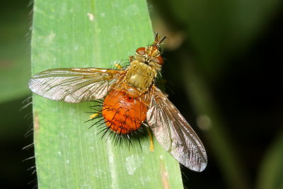 Hedgehog Fly (Tachinidae)