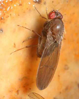 Vinegar Fly (Drosophilidae)