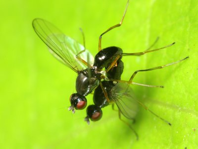 Black Scavenger Fly (Sepsidae)