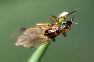 March Fly, Dilophus sp. (Bibionidae)