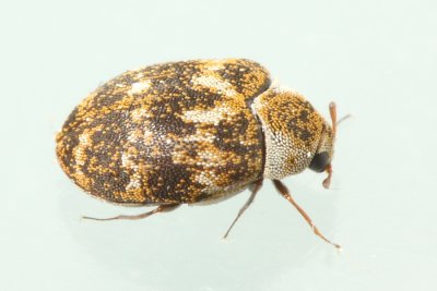 Carpet Beetle (Anthrenus fuscus)