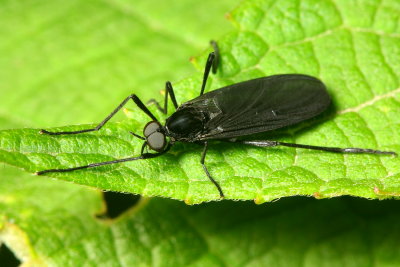 March Fly, Penthetria neonigrita (Bibionidae)