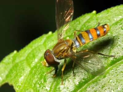 Toxomerus cf. ecuadoreus (Syrphidae)