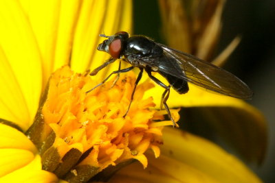 Flower Fly, Platycheirus sp. (Syrphidae)