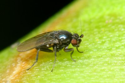 Lesser Dung Fly, Sclerocoelus sp. (Sphaeroceridae)
