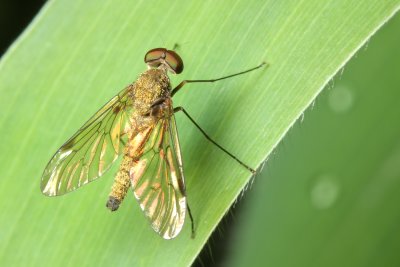 Diptera of Pasochoa, Ecuador