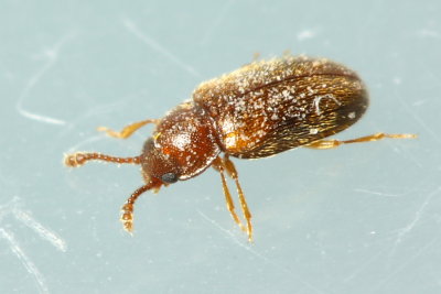 Hairy Fungus Beetle (Typhaea stercorea), family Mycetophagidae