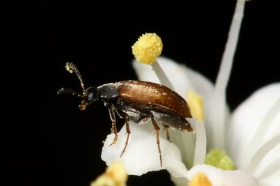False Flower Beetle (Anaspis flavipennis), family Scraptiidae