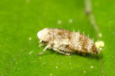 Allygidius atomarius (Deltocephalinae)