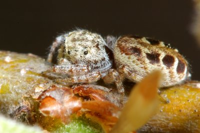 Common White-cheeked Jumper (Pelegrina proterva)