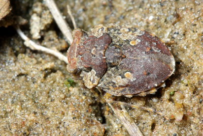 Family Gelastocoridae - Toad Bugs