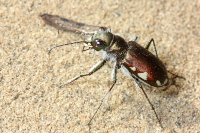Cicindela scutellaris lecontei