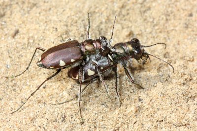 Cicindela scutellaris lecontei