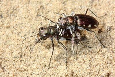 Subfamily Cicindelinae - Tiger Beetles