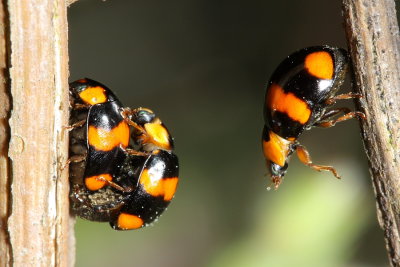 Brachiacantha dentipes