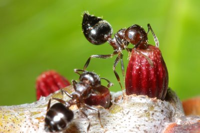 Family Formicidae - Ants