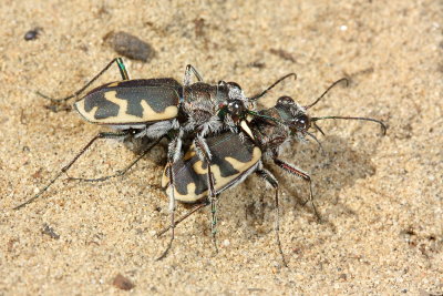 Cicindela formosa generosa