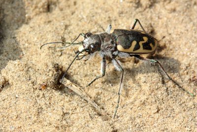 Cicindela formosa generosa
