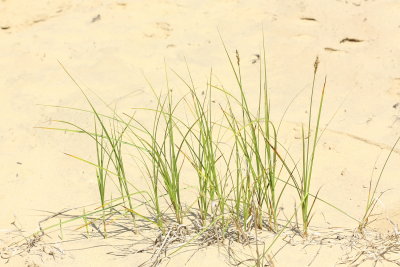 Dry Land Sedge (Carex siccata)