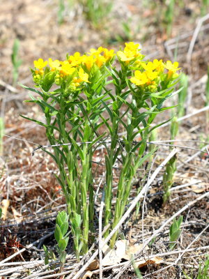 Hoary Puccoon (Lithospermum canescens)