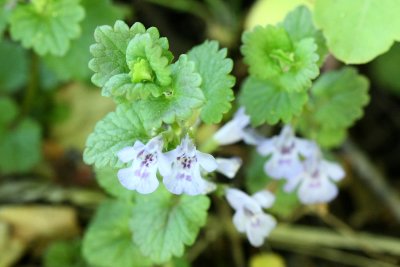 Gill-over-the-ground (Glechoma hederacea)