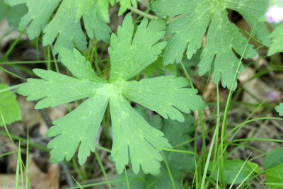 Wild Geranium (Geranium maculatum)