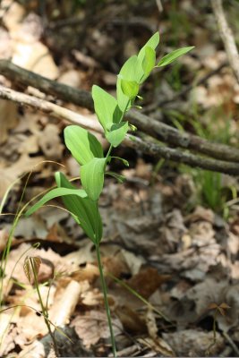Solomon's Seal (Polygonatum sp.)