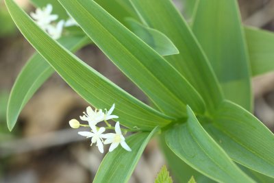 Star-flowered Solomon's Seal (Maianthemum stellatum)